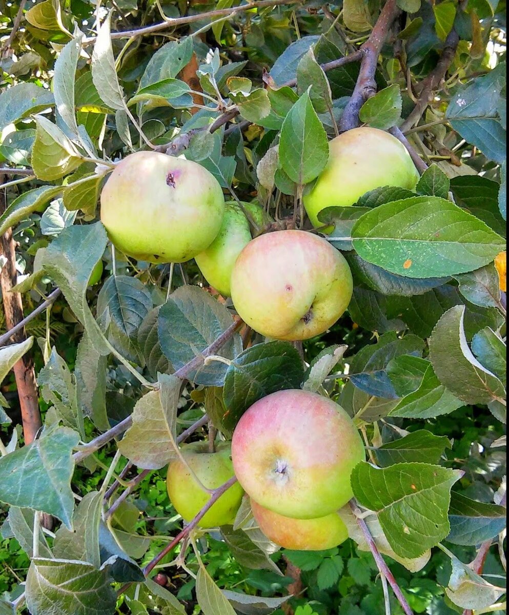 Пословицы на тему Tree and Fruit