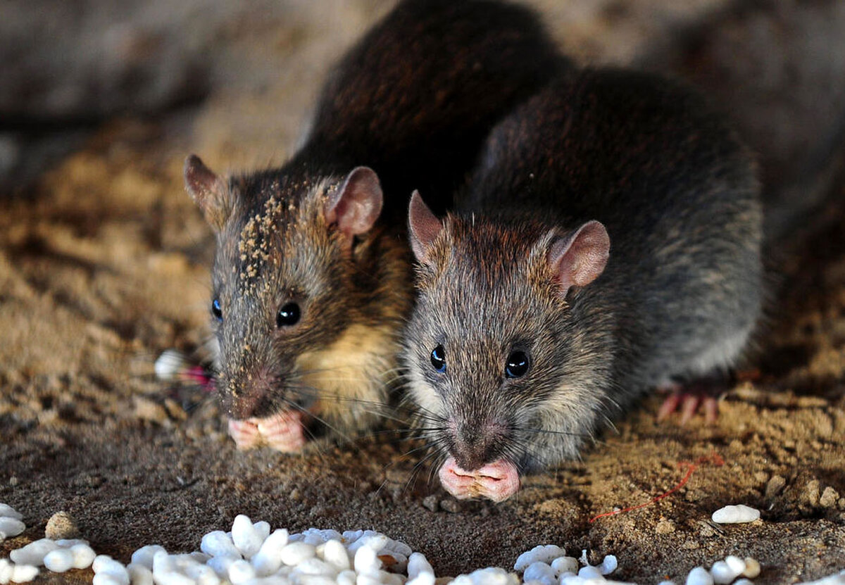 Картинка из свободного доступа