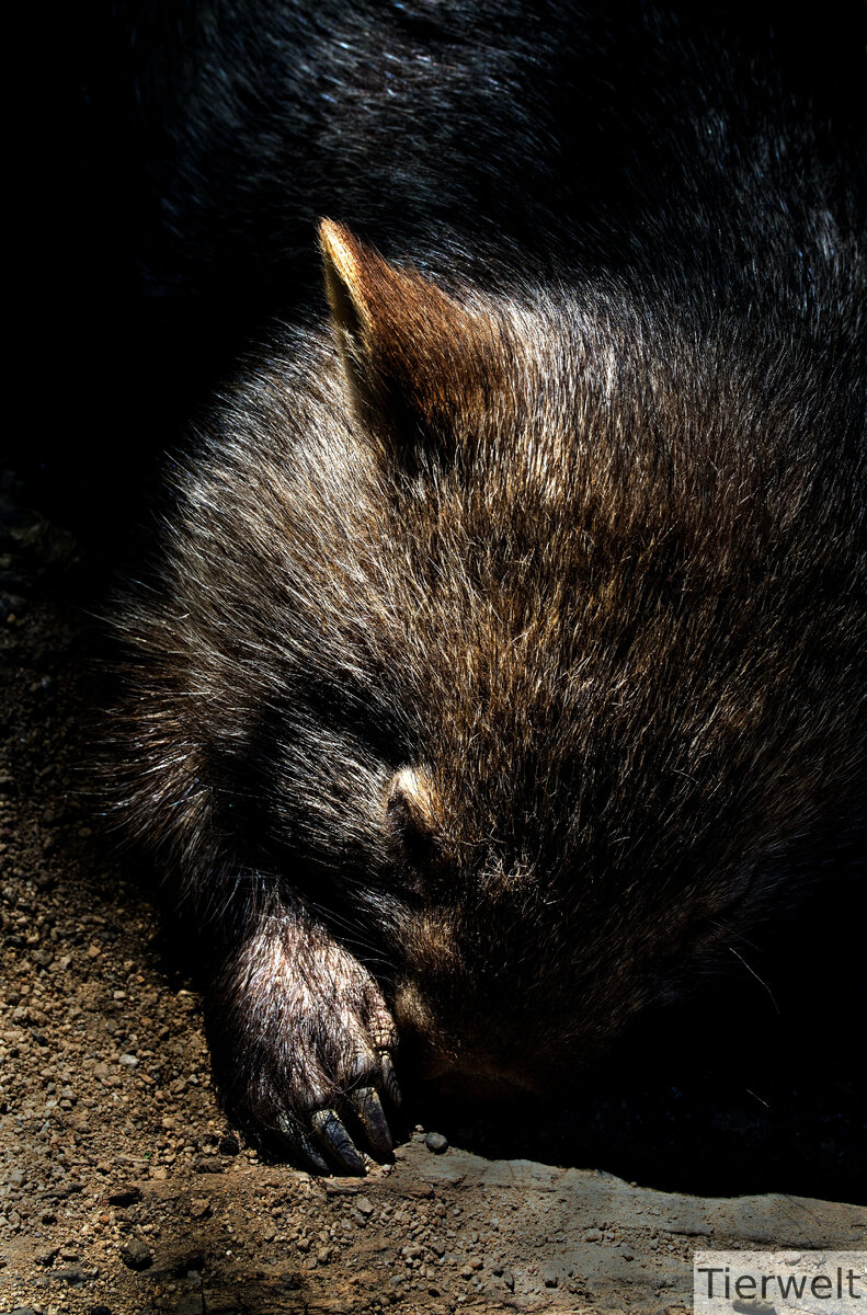 Сладко спит)