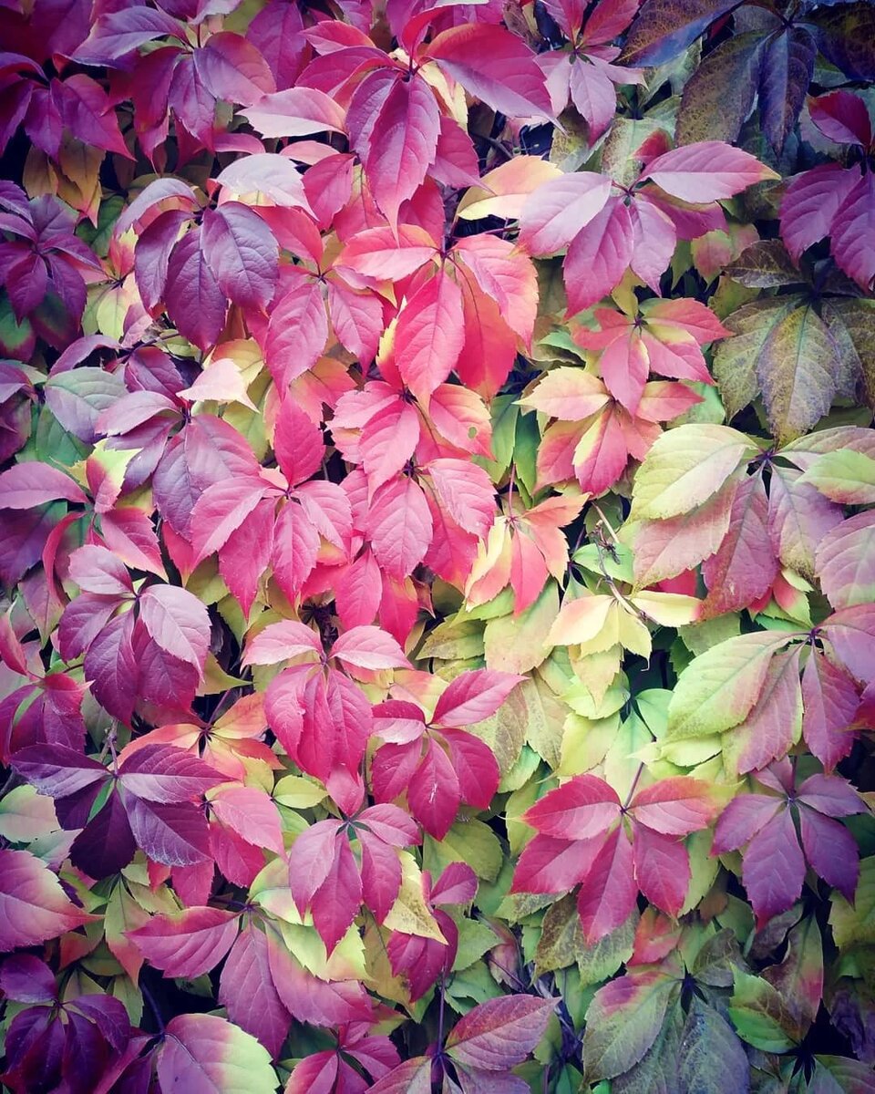 Изображение из открытого источника