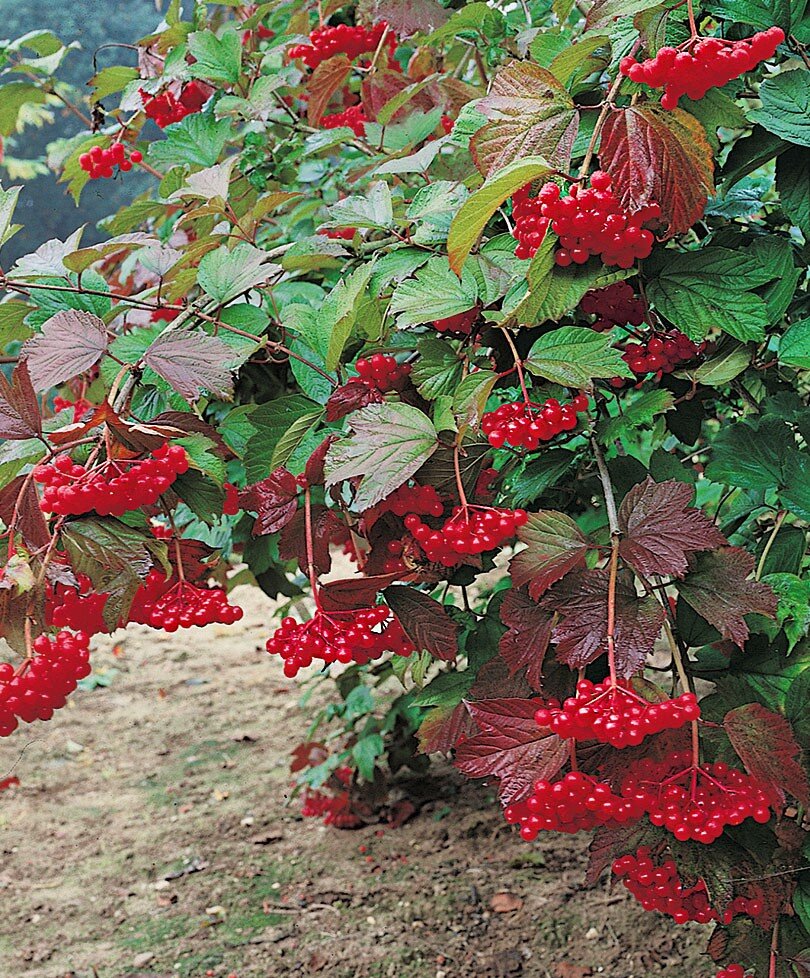 Калина красная обыкновенная. Калина (Viburnum). Калина сорт Вигоровская. Калина сладкоплодная Вигорова.