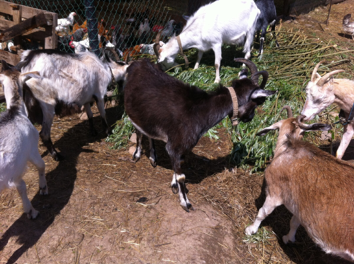 Наше козлиное семейство