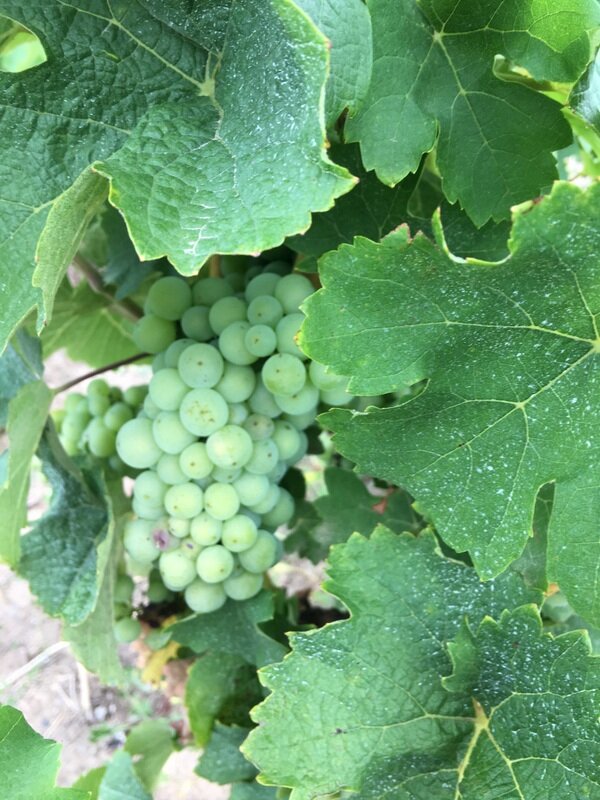 Сорт винограда Фолль Бланш