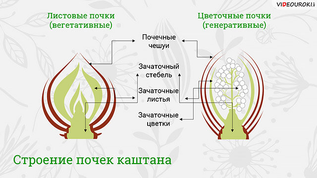 Чем отличаются генеративные почки от вегетативных кратко