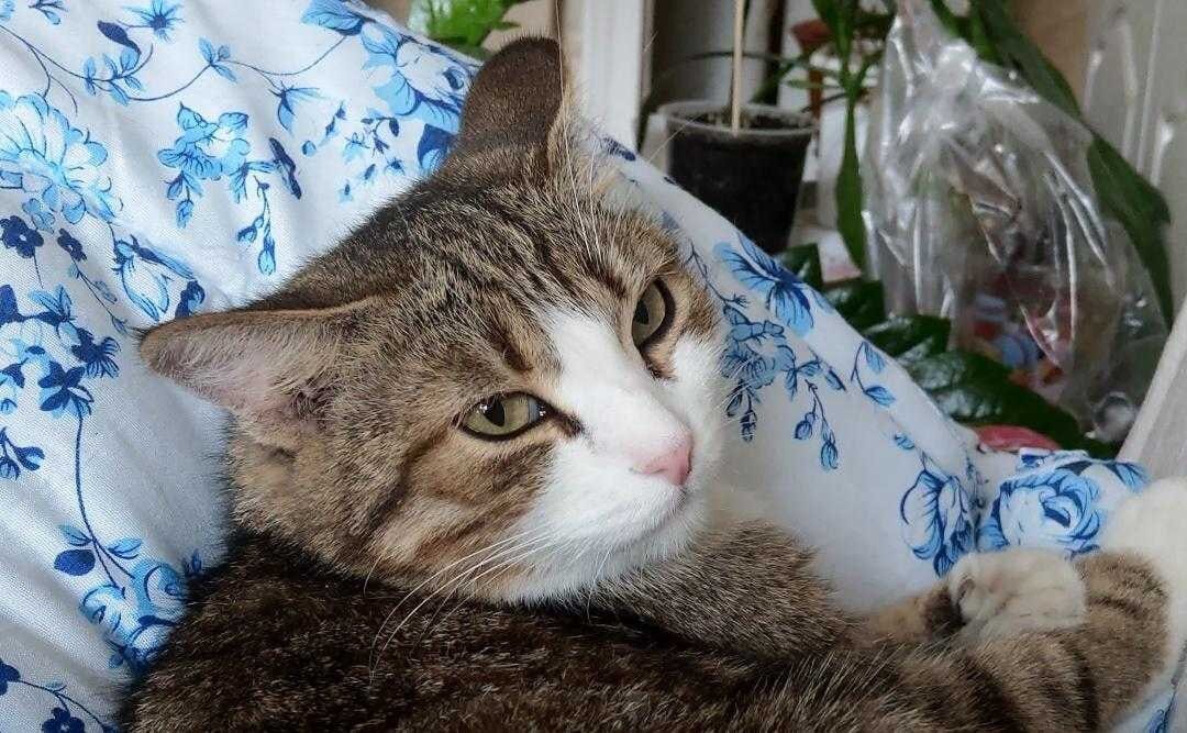 Жасмин