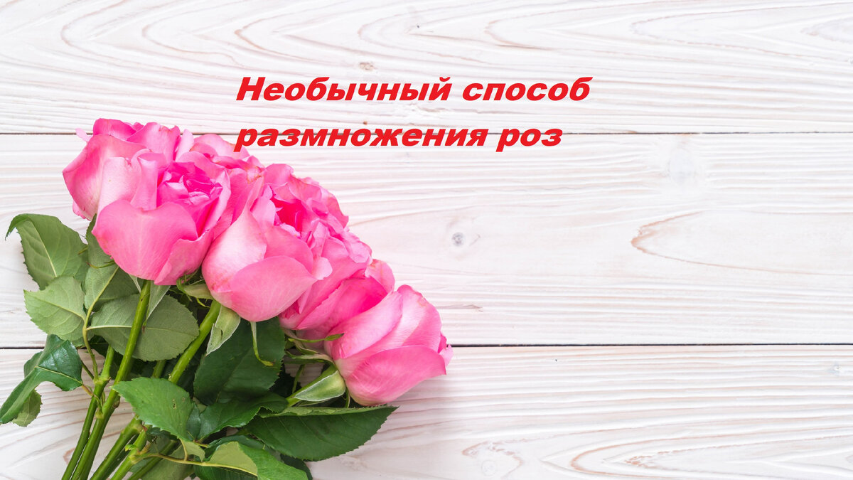 способ посадки роз