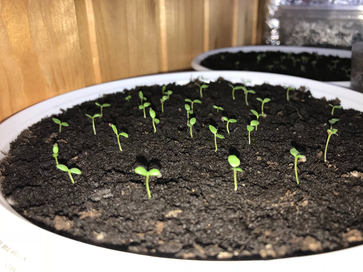 через 18дней