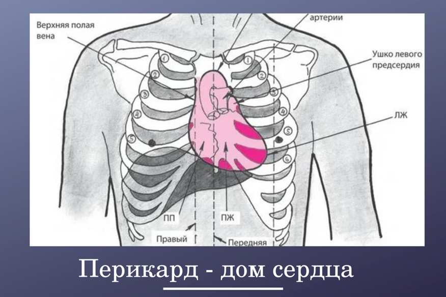 Расположения сердца в грудной клетке фото Между прочим: emmmmer ЖЖ