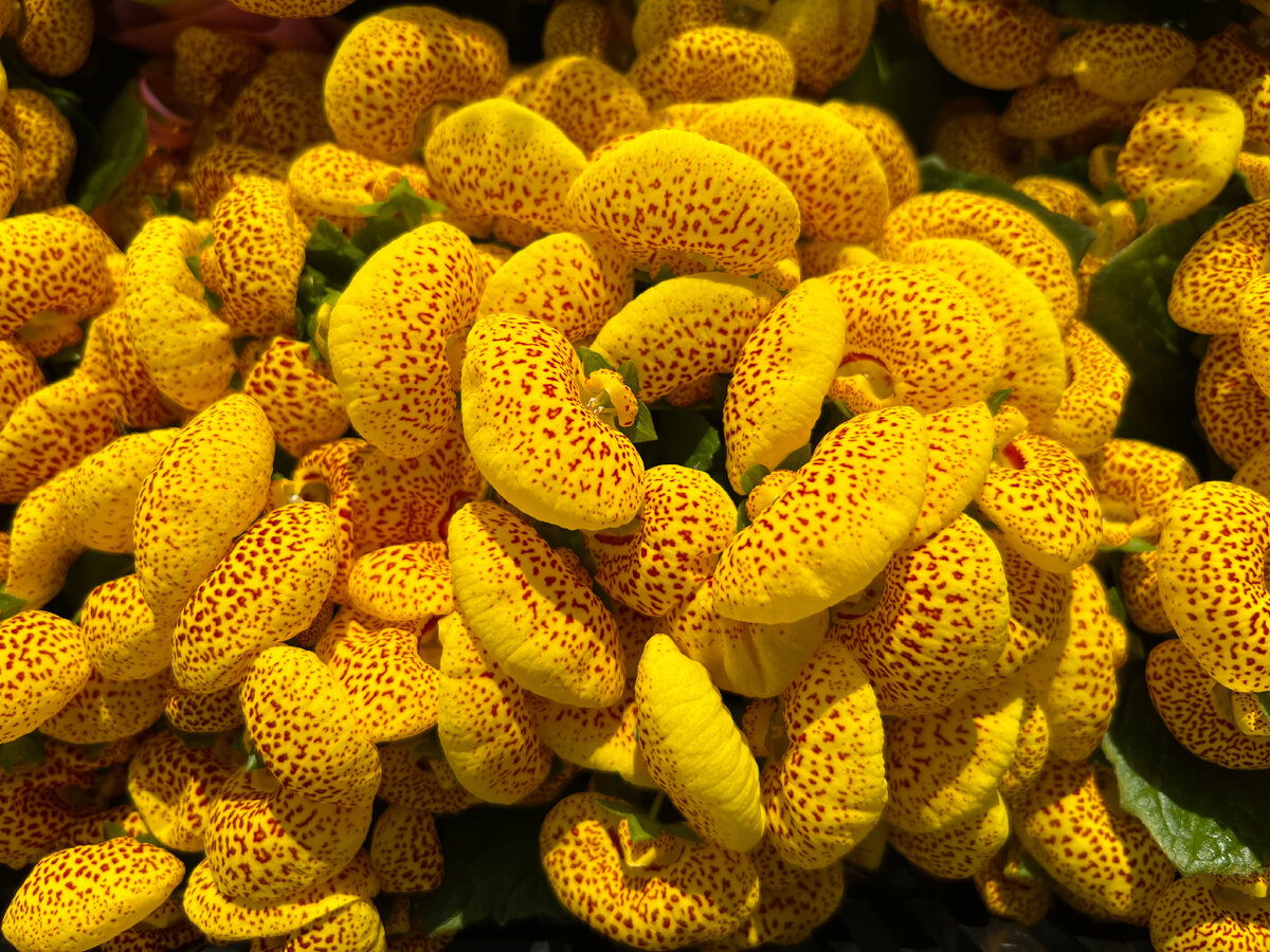 Интересные цветы, впервые такие увидела