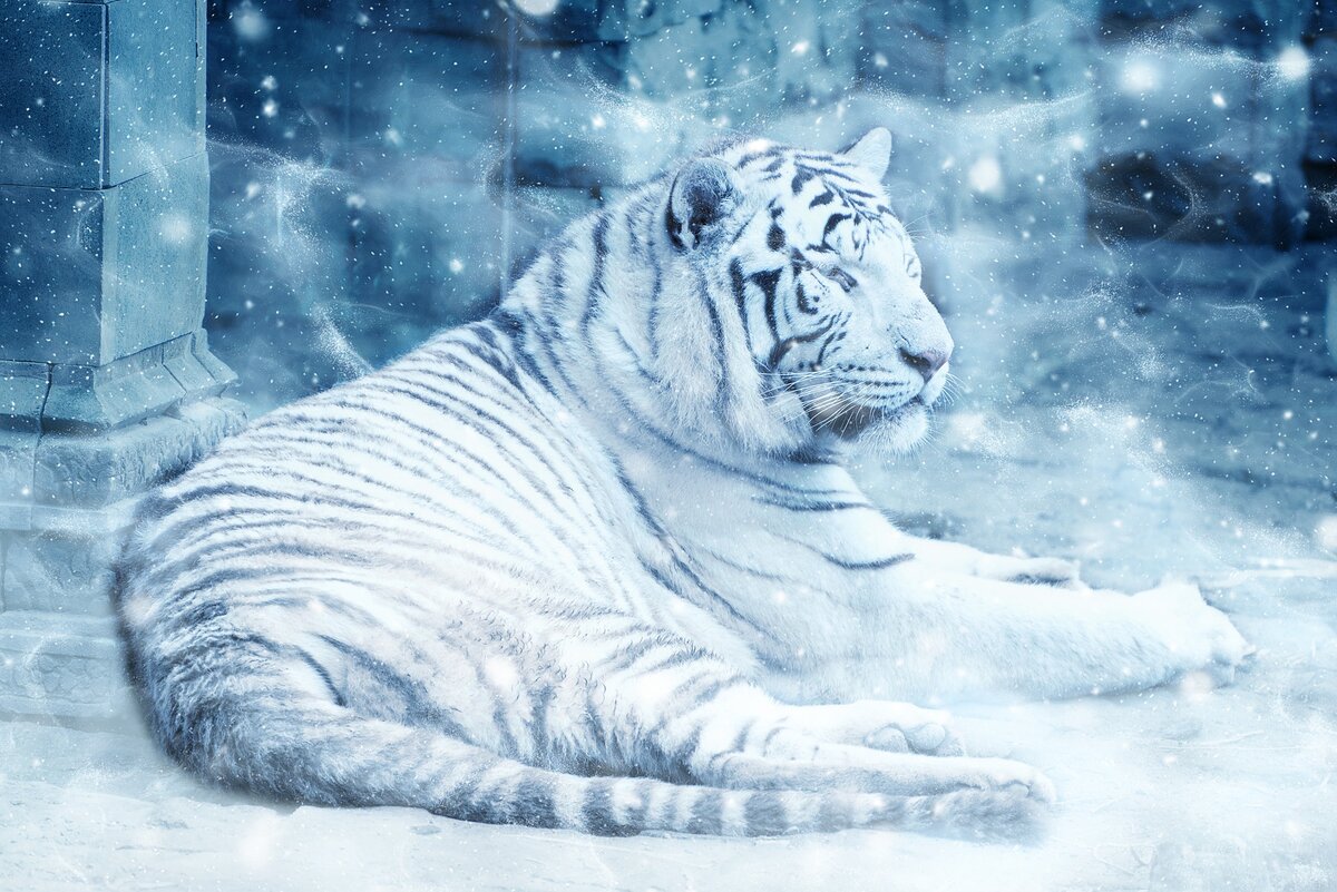 Белый тигр в снегу