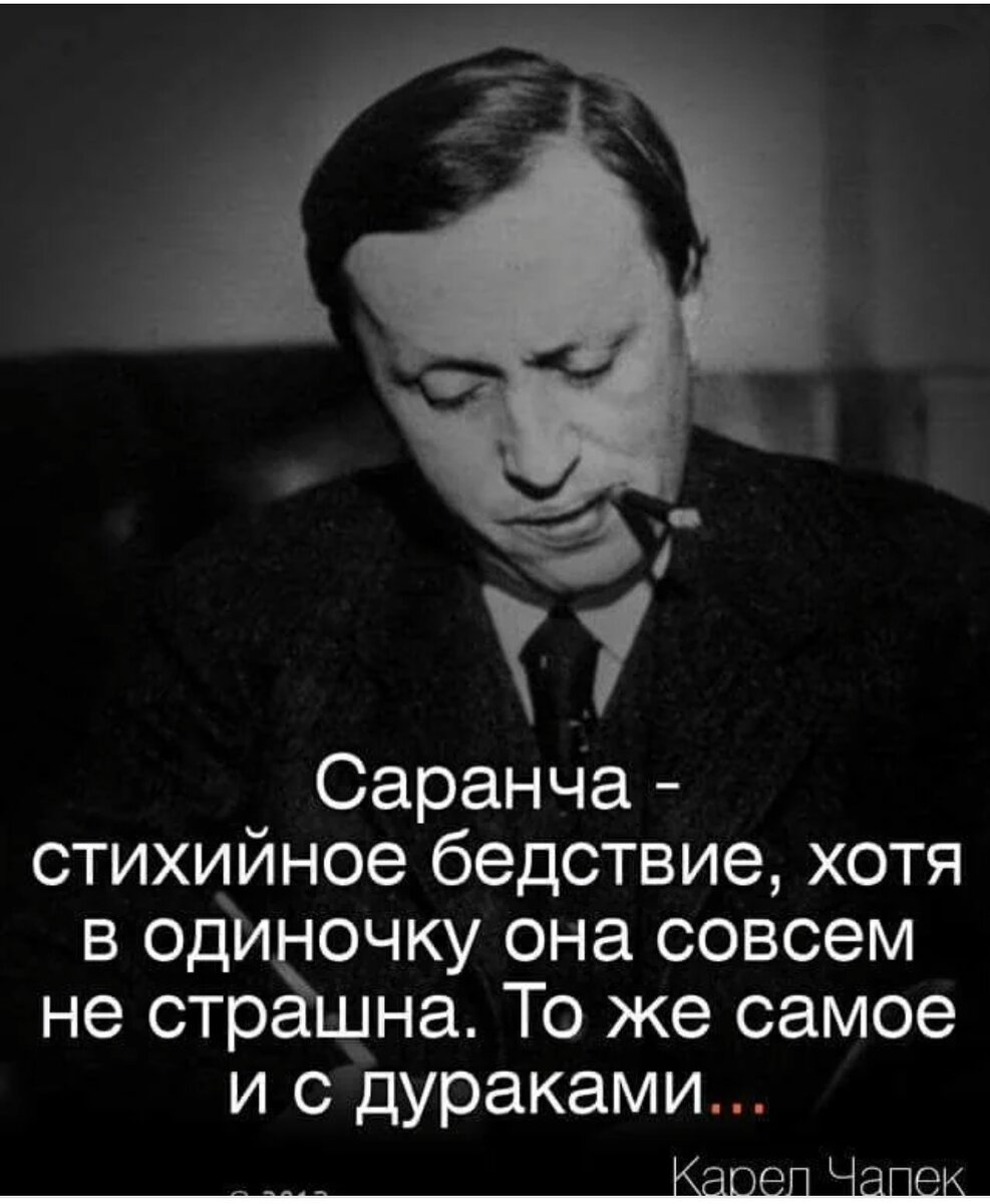 Бездарные люди бывают. Афоризмы про дураков. Афоризмы про дураков и идиотов. Высказывания о дураках. Высказывания умный и дурак.