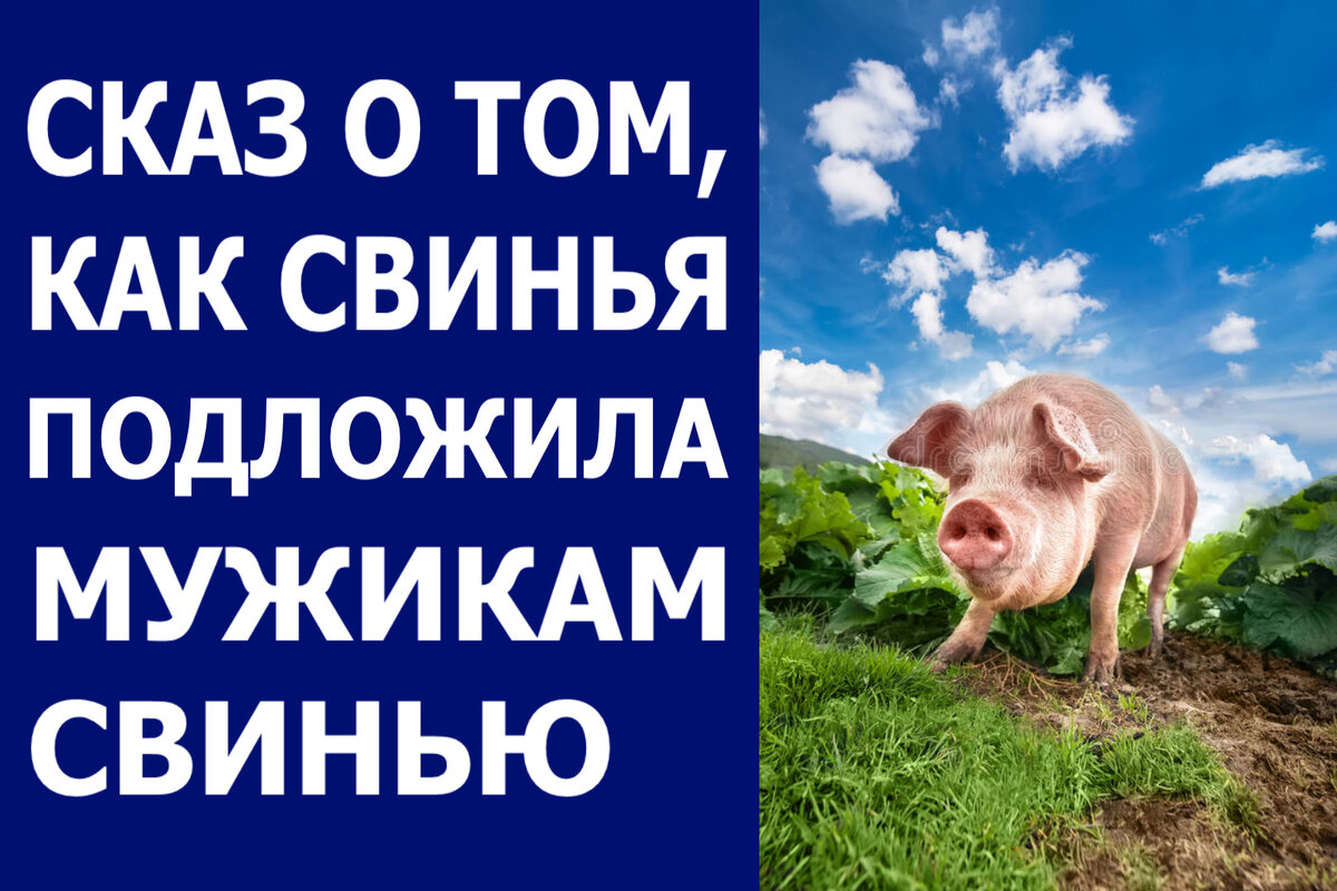 год свиньи характеристика. мужчина свинья рак и женщина. мужчина свинья рак и женщина. мужчина свинья рак и женщина. поросенок скорпион.