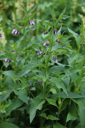 Окопник лекарственный (Symphytum officinale)
