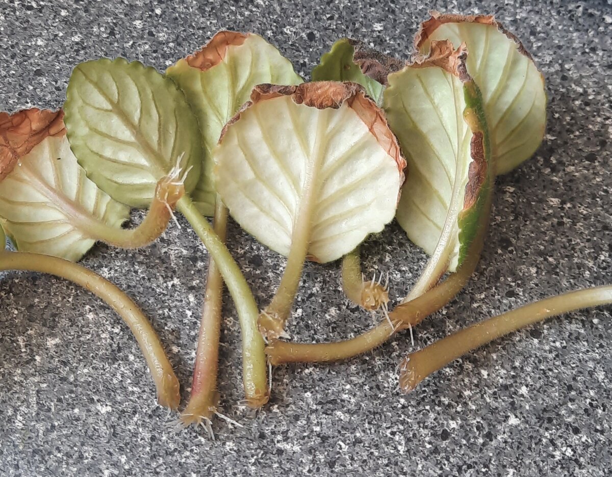 Блин, опять сажать. У меня уже места нет.