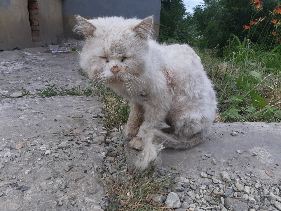 Однажды в пригородном автобусе я услышал, как несколько пассажиров высказывали свое негативное отношение к открытию в нашем городе приюта для бездомных животных: мол, больше надо думать о людях, а не о ''вшивых шариках и мурзиках''. Тогда сидевшая рядом с собеседниками женщина, извинившись за вмешательство в разговор и попросив их выслушать ее, поведала им свою историю. 

 Как-то весной у троллейбусной остановки я увидела прижавшегося к стене дома серого котенка с белой грудью. Он мне показался таким милым, что я решила взять его к себе. 
 Стали мы жить втроем: я, мама и Яшка – наш четвероногий приемыш. 
 По утрам, когда я уходила на работу, малыш долго смотрел из окна мне вослед… А вечером встречал, пулей подбегая к двери на ее скрип. Я тотчас подхватывала Яшку на руки и целовала в мордочку, а он неистово и с жаром облизывал мои щеки и нос. 
 Играть же любил – спасу нет. Заколышется ли от ветра занавеска, упадет на пол ручка – Яшка тут как тут… А когда мы привозили его с собой на дачу, он сразу принимался гоняться по грядкам за бабочками или охотиться за непоседливыми воробьями на яблоне. Едва же я ложилась загорать, малыш растягивался рядом со мной, греясь на солнышке. 
 Поначалу я его любила безумно, однако со временем наши отношения несколько испортились. Во-первых, он так и не научился справлять нужду в специально купленной для этого коробке – то в одном углу нагадит, то в другом. Во-вторых, часто просыпаясь среди ночи, малыш начинал носиться прямо по мне – и порой я вставала утром не выспавшись. 
 Словом, Яшка стал меня раздражать. Поэтому, когда однажды, прыгнув на сервант, он задел фарфоровую вазу – папин давний подарок мне на день рождения - и та разбилась вдребезги, - я в сердцах дала проказнику такую затрещину, что он зашипел и выгнул спину. И вдруг с такой злобой кинулся на меня, что я отпрянула. И все же он порвал мне чулок и поцарапал ногу. 
 - Ах ты сволочь! – крикнула я, схватила Яшку за шкирку и вышвырнула его из квартиры. Сердце мое бешено колотилось, я была вне себя. Убирая осколки, думала, что если дать слабину, он совсем обнаглеет: животное должно чувствовать сильную руку хозяина. Поэтому пусть с полчасика погуляет, наберется ума-разума... 
 Когда же вышла на лестничную площадку, котенка там не оказалось. А обходя этажи в поисках сорванца, обнаружила настежь открытую дверь подъезда: лопнула пружина. 
 Во дворе облазила все кусты, осмотрела деревья, соседние подъезды, дома, - безрезультатно. 
 На следующий день после работы, взяв у председателя ключи от подвала, обшарила все ''кошачьи'' места, покричала – никого, малыш как сквозь землю провалился. ''Вот тебе и Яшка, - думаю, - это он свой норов показывает?'' 
 Расстроилась. И хотя мама уверяла меня, что через несколько дней ''пострел'' проголодается и вернется, котенок так и не объявился. Я решила, что его загрызли бродячие собаки, коих в нашем квартале немало. 
 И опять мы остались с мамой вдвоем. 
 Несмотря на то, что после Яшки в квартире у нас стало чисто и ночами я высыпалась, на душе у меня было тоскливо: никто теперь после работы меня не встречал, не слышала я больше благодарного мурлыканья от поглаживания по шерстке. В том, что произошло между нами, винила одну себя: какой был спрос с трехмесячного котенка? К тому же известно: приучать к порядку животное нужно, проявляя терпение и ласку. А я только и делала, что ругала да трепала Яшку, и вообще видела в нем лишь живую игрушку. Много раз думала, что, если бы вернуть время, когда мы были вместе, я относилась бы к нему иначе. Но крепки мы, как известно, только задним умом... 
 … Прошло пять лет. 
 Однажды в июле я навестила свою подругу Надю, которая жила в нескольких кварталах от меня. Посидели, поговорили о том о сем… А когда вместе с Надей, решившей проводить меня до остановки, мы вышли из подъезда, то услышали ребячий визг и треск кустов. 
 - Андрей, - крикнула подруга, - вы чего палисадник топчете?! 
 Подбежал мальчик лет десяти. 
 - Мам, пацаны ''плешивую'' кокнули! 
 Надя пояснила, что этой весной в их дворе завелась бездомная кошка. С лишаями. Роясь в помойках, разносит заразу, гадит в подъездах. А уж если чьего-либо кота встретит – непременно исцарапает. Собрались как-то поймать ее, даже собак натравливали – бесполезно: зная все ходы и лазы в подвалах, она была неуловима. 
 Мы подошли к ребятам. 
 - Ну что? – спросила подруга. 
 - Еще живая, не подпускает, - ответил Андрей, показав пальцем в сторону куста шиповника. 
 И возле сухих колючих стеблей, на асфальте, я увидела серый комок с белой грудью. 
 Сердце мое забилось чаще. 
 Приблизилась. 
 Кот был весь в болячках и язвах, из правой части затылка текла кровь. И хотя он зашипел и выпустил когти, хриплое и частое дыхание животного говорило о том, что дни его сочтены. 
 Опустившись на колени, я протянула к нему руку и еле выговорила: 
 - Яшенька… 
 Его тусклые провалившиеся глаза вдруг блеснули теми озорными огоньками, что и много лет назад; он с трудом подтянулся ко мне с помощью передних лап (задние были чем-то перебиты) и два раза лизнул мою ладонь.
 Мальчишки разинули рты от удивления. 
 Я приложила ладонь к его ране на голове и просидела так несколько минут. Не в силах была ничего объяснить подошедшей Наде: душили слезы… А когда почувствовала, что бедное животное перестало дышать, попросила подвыпившего мужчину из собравшейся толпы за пару сотен помочь мне похоронить кота. 
 Закопали мы Яшу на пустыре за многоэтажками. Забросали ямку травой, чтобы не было заметно и мальчишки не разорили бы могилку. Мужчина все же уговорил меня выпить с ним и сбегал за бутылкой… Захмелев пуще прежнего, он на обратном пути без умолку тараторил, доказывая мне, что все собаки и кошки – твари ''безмозглые''; а я думала о том, что, несмотря на годы скитаний и лишений, больной и избитый Яша в последний момент меня все же простил…