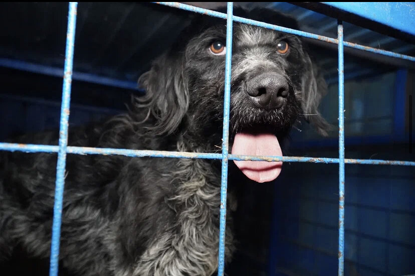 Тощий Дратхаар оказался на улице в мороз, но люди его обижали, а собаки ...