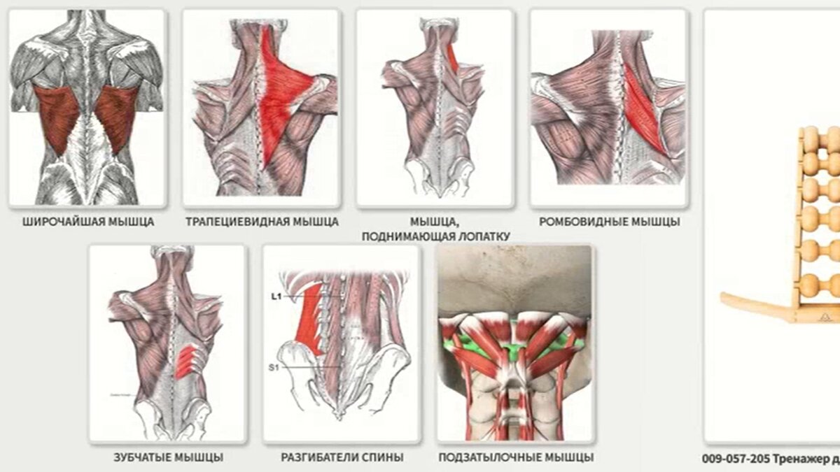 Укрепление мышц спины – это залог здорового позвоночника. Роликовый  массажер позволяет проработать глубокие мышцы спины дома | Древмасс | Дзен