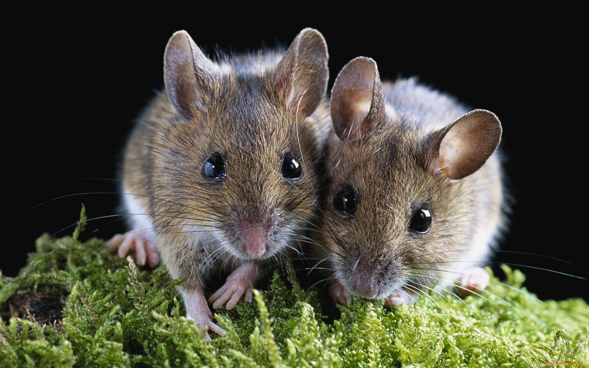 Семейство мышиные (Muridae) объединяет в себя разнообразных по своему облику, внешнему виду и образу жизни животных. Размеры их тела варьируются от 5 до 48 см.