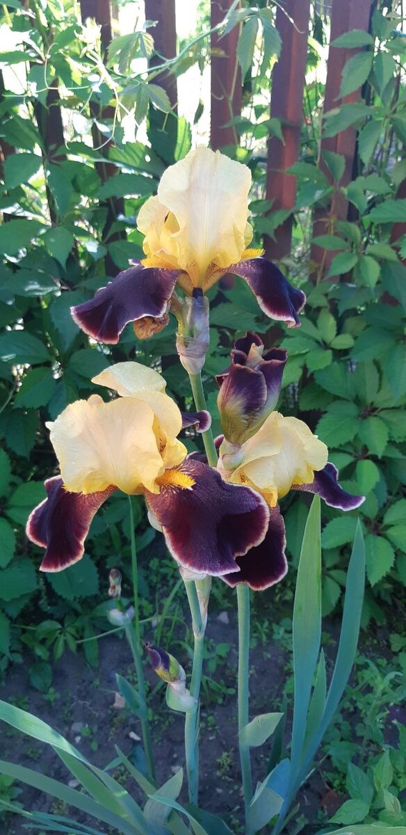 середина желтая2