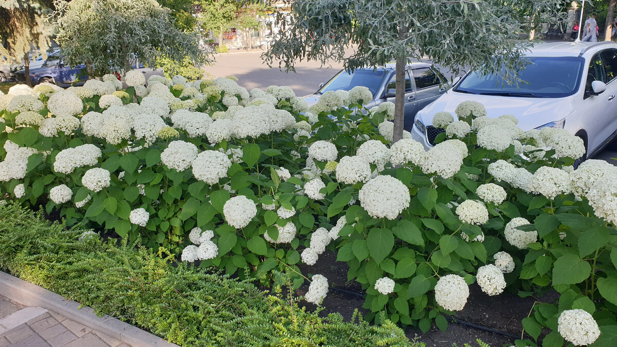 Гортензия древовидная сорт Аннабель