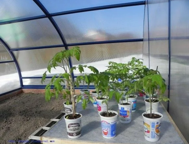 Фотография взята из источника gribyogorod.info