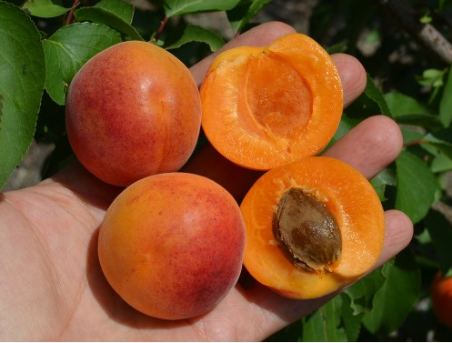 Apricot orange. Абрикос оранж Эрли. Абрикос оранжевый Эрли,. Сорт: абрикос «оранж». Оранж Эрми абрикос.