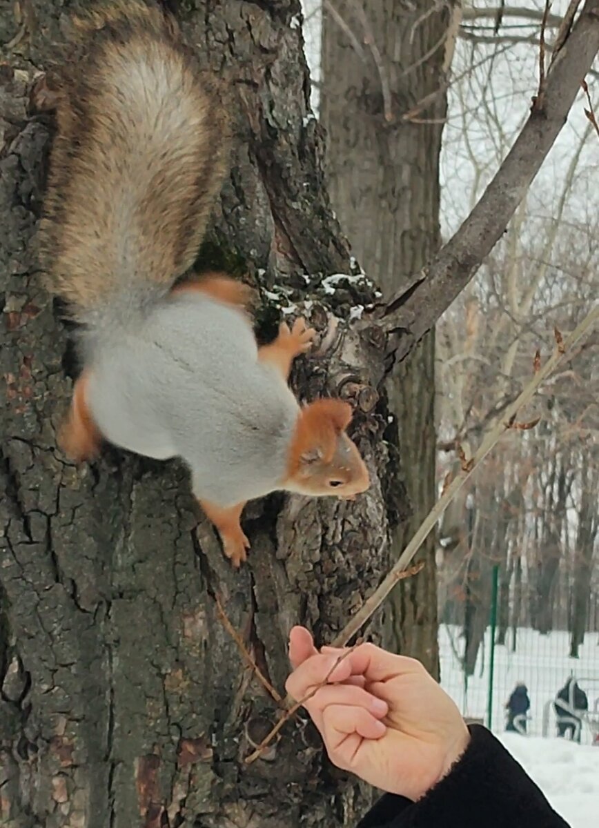 Белки почти ручные