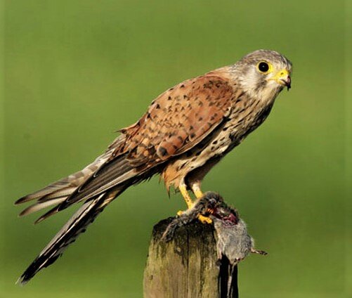 А это — сокол! Не перепутайте!