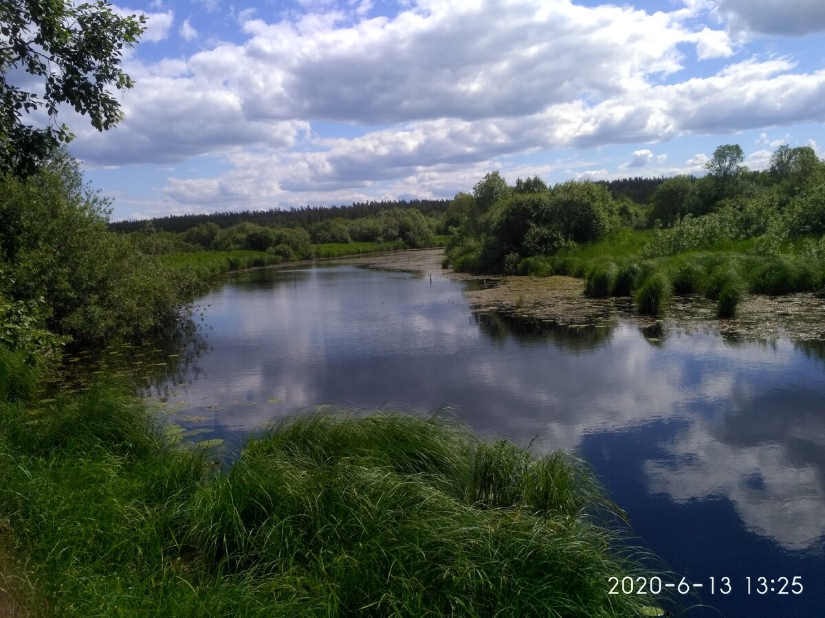 берег реки луга