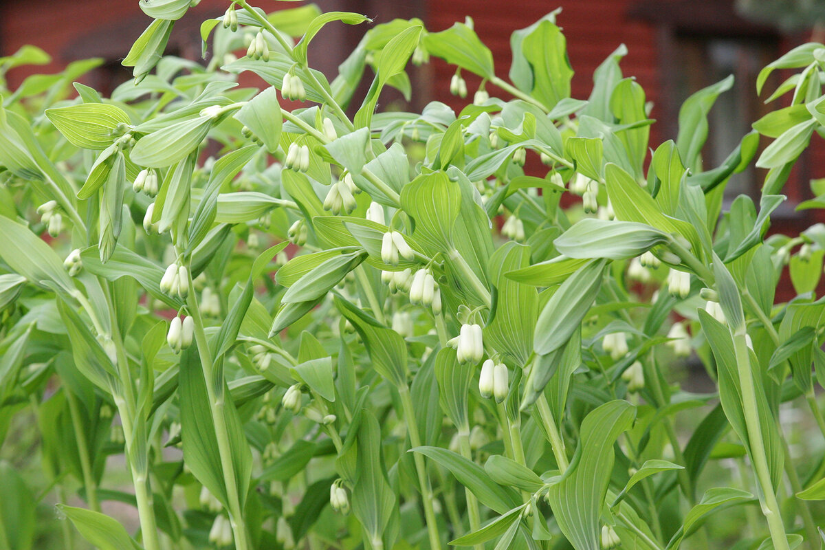 Купена для меня всегда была растением из сказки. Ее изогнутые стебли очень элегантны, а цветы похожи не то на крупные ландыши, не то на маленькие колокольчики