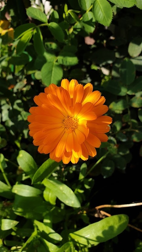 Фото автора Алесад. Календула обыкновенная. Полезная и незаменимая в саду и огороде.