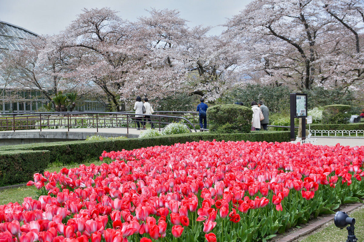 Ботанический сад Киото сад камелий