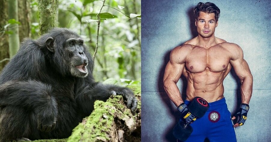 Shimpanze VS chelovek