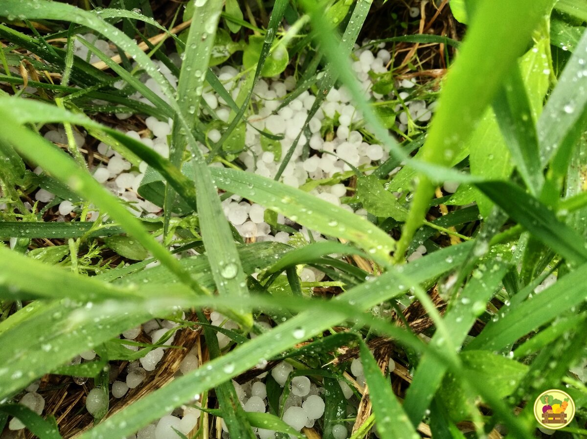 Градинки в мокрой траве