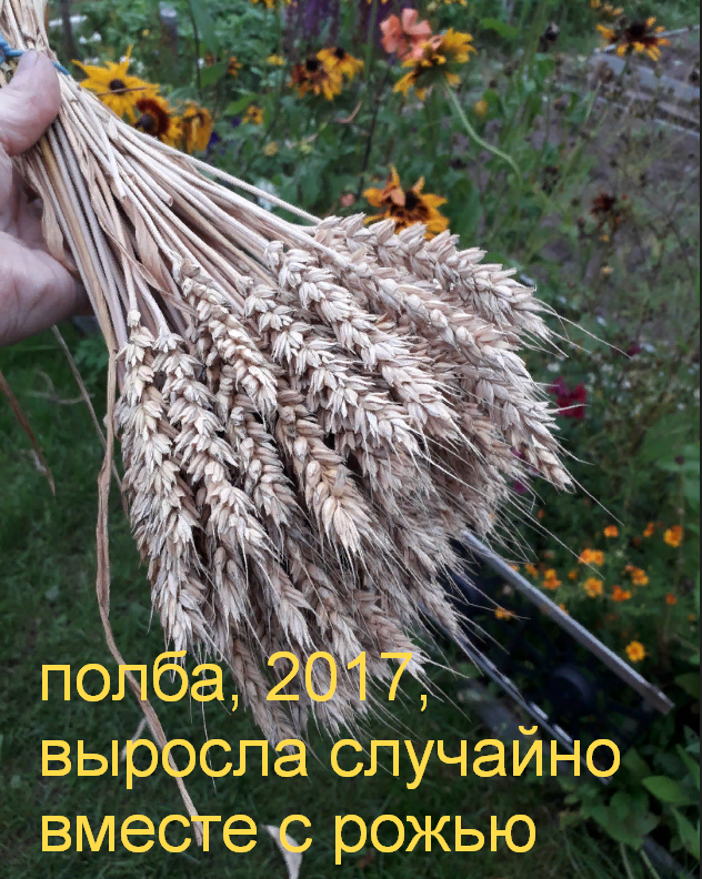 Да, бросил для эксперимента вместе с рожью, а полба возьми да и вырасти. Яровая у нас почему-то не вызревает, может сорт не тот...