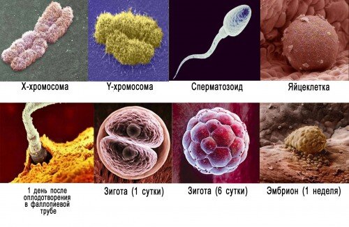 Микрофотографии участников процесса оплодотворения