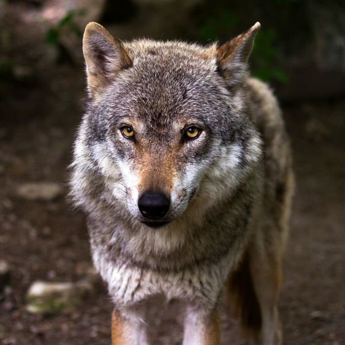 Крымский волк..