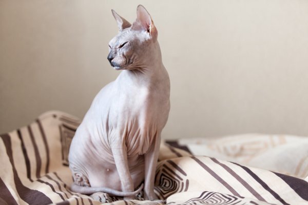 Эх, суета сует у людей. Далась им эта улица.