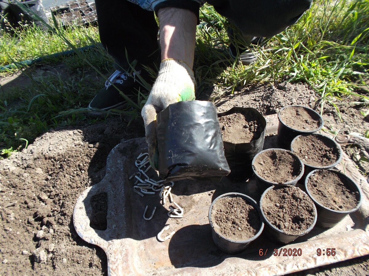 Стаканчики и пакеты, которые я использую для укоренения клубники