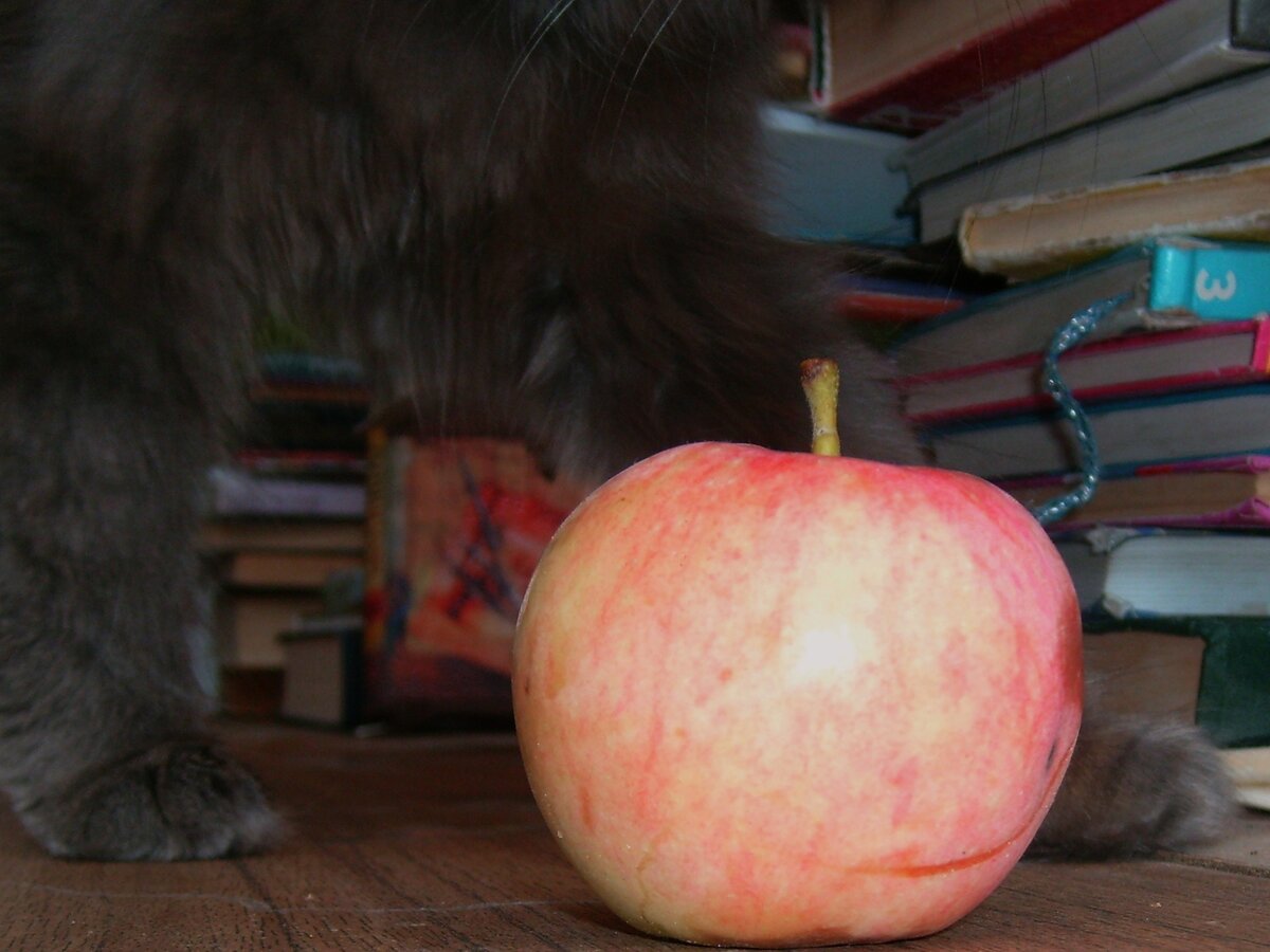 Фото автора.  На столе кошка Лиза и наливное яблочко.