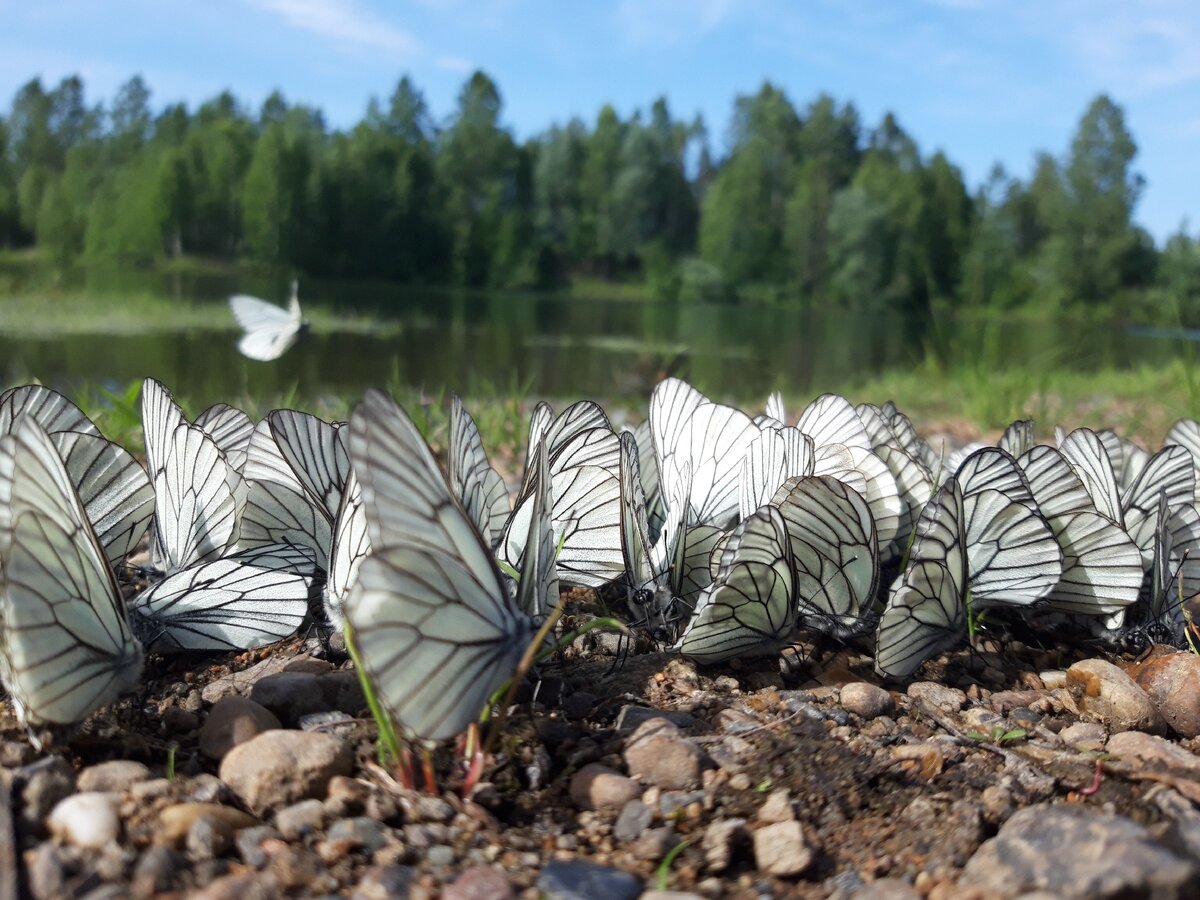 Недалеко от дачи, фото автора