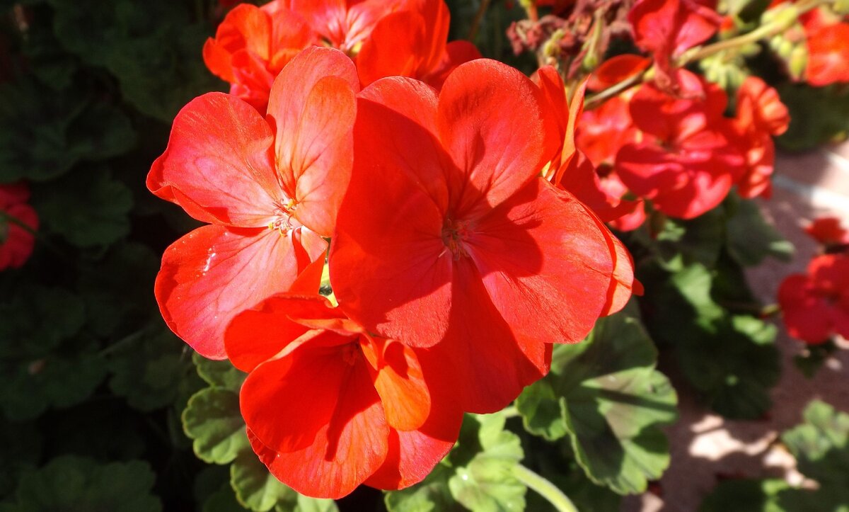 Пеларгония