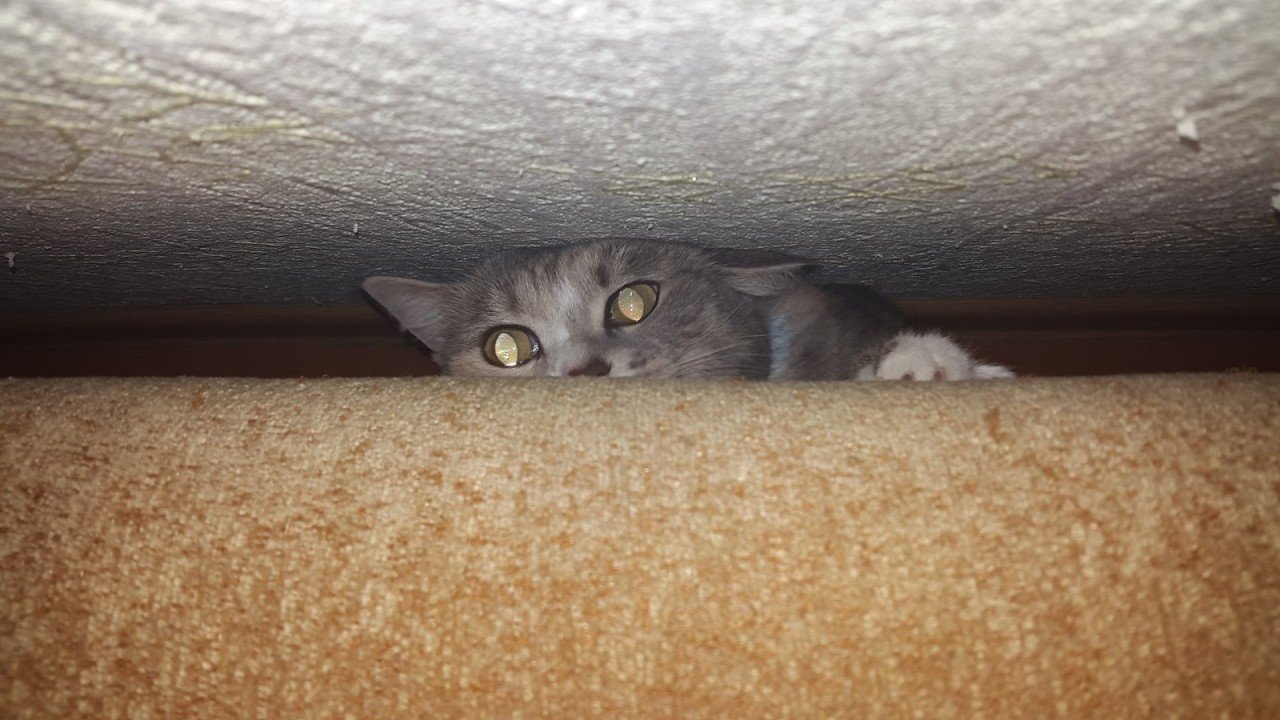 кошка сидит под диваном и не выходит