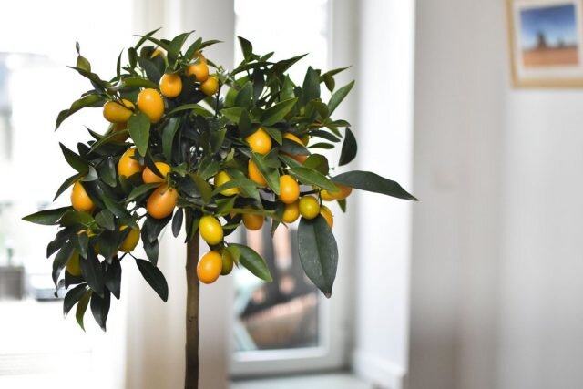 Фотография взята из источника botanichka.ru