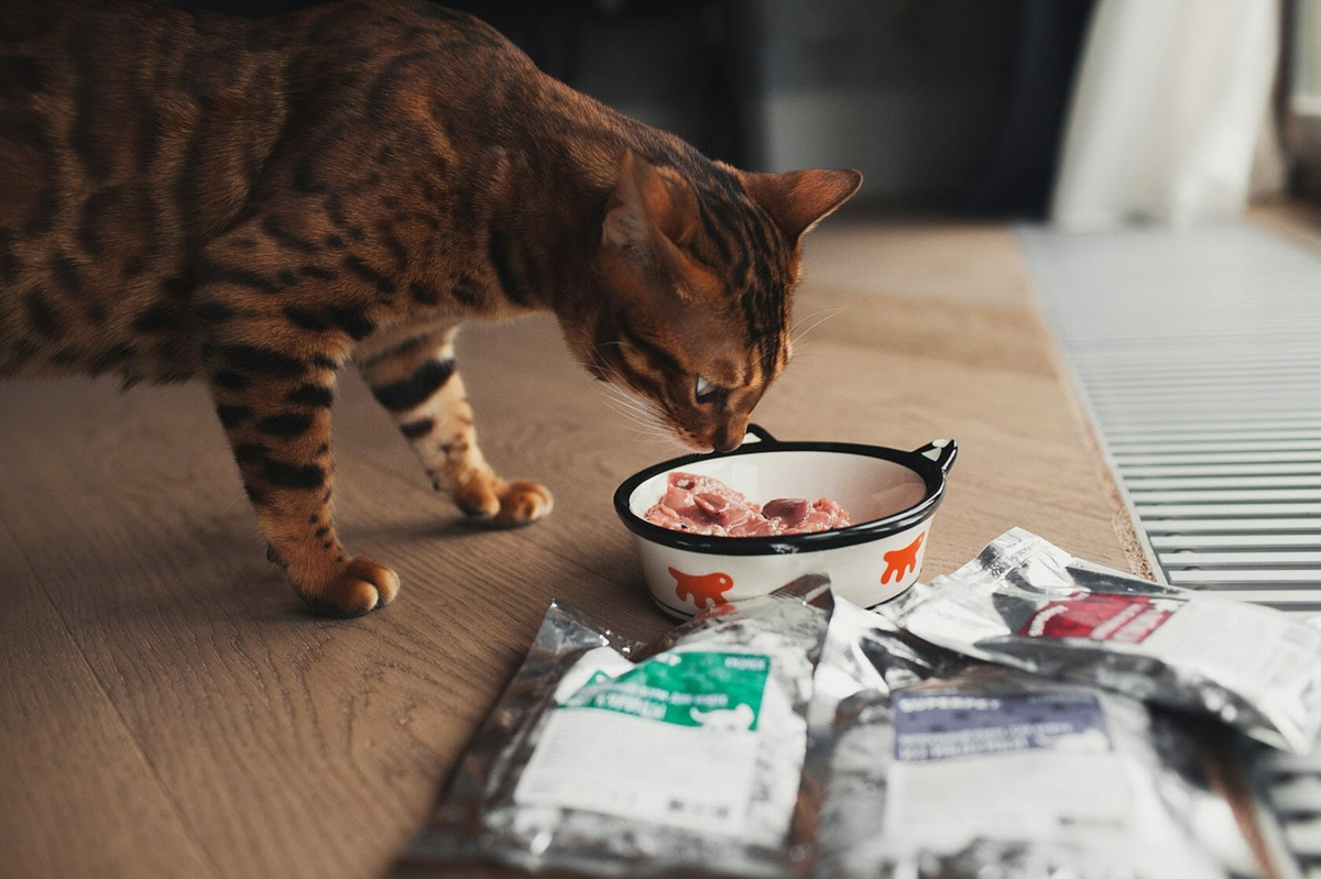 Натуральный корм для кошек: как правильно кормить натуралкой, какой рацион питания у кота