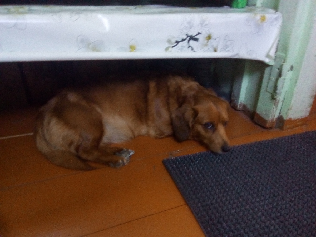 мой канал называется DANEAL лузинов  я люблю заниматься спортом например качать мыштцы  мне 7 и я мечтаю 20 милионов подписчиков всё пока 