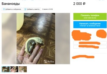 Источник - Авито.ру.