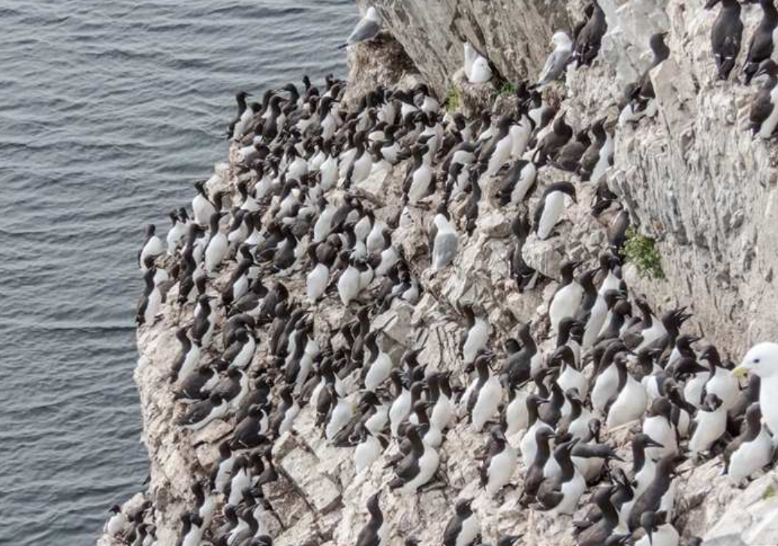 Гнездовья колонии гагарок на отвесных утесах недоступны для хищников.                                                 Фото из открытых источников