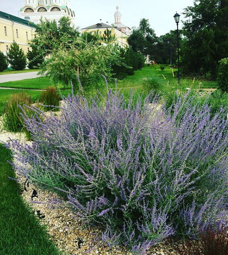 Перовския (Perovskia) 