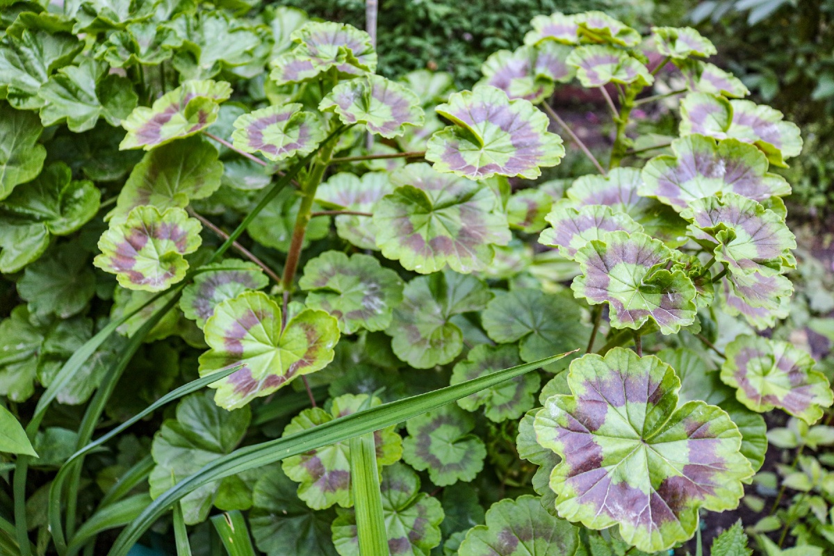 Пеларгония